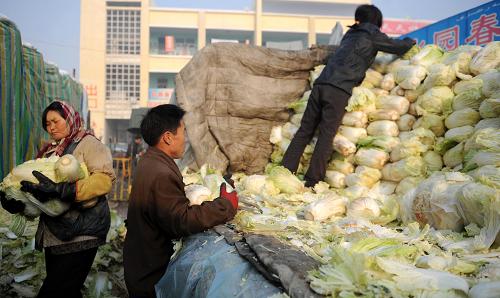 12月30日,菜販在烏魯木齊市新疆北園春蔬菜批發(fā)市場搬運白菜。 新華社記者 王菲 攝