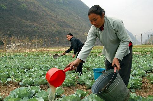 3月30日,廣西樂業(yè)縣同樂鎮(zhèn)武稱村群眾在用井水澆灌久旱的菜地。 新華社記者 張周來 攝