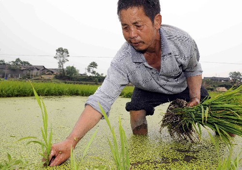 5月20日,綿竹市孝德鎮(zhèn)石河村的王德富正在插水稻秧。在這次地震災(zāi)害中,王德富的三兒子不幸遇難。綿竹市在地震中遭受重大損失,目前,這里的受災(zāi)農(nóng)民一邊整理垮塌的房屋,一邊抓緊時間下田插水稻秧,自救抗震。 新華社記者陳凱攝