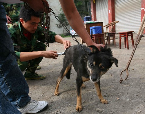 6月1日,防疫人員在地震災(zāi)區(qū)彭州市給狗注射狂犬病疫苗。5月16日以來,由四川農(nóng)業(yè)大學(xué)志愿者、四川省動(dòng)物防疫監(jiān)督總站及彭州市畜牧局聯(lián)合組成的防疫小組在地震災(zāi)區(qū)彭州市展開災(zāi)后防疫工作,主要從事死亡動(dòng)物的無害化處理和人畜共患病的預(yù)防和免疫,嚴(yán)防疫情發(fā)生。 新華社發(fā)(曾碩 攝)