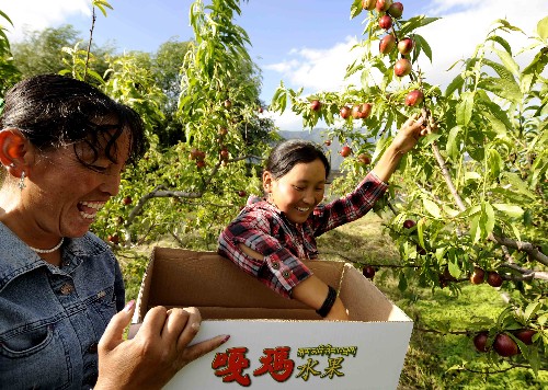 7月9日,林芝地區(qū)“嘎瑪”農(nóng)場(chǎng)工作人員在采摘水果。西藏林芝地區(qū)在對(duì)口支援的福建省大力扶持下,結(jié)合自然資源優(yōu)勢(shì)積極培育品牌水果,加速產(chǎn)業(yè)帶建設(shè)。預(yù)計(jì)3年內(nèi)林芝地區(qū)優(yōu)質(zhì)水果種植面積可擴(kuò)大到2萬畝,年產(chǎn)量達(dá)4萬多噸,實(shí)現(xiàn)年產(chǎn)值1億元。 新華社記者 普布扎西 攝