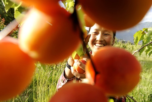 7月9日,林芝地區(qū)“嘎瑪”農(nóng)場(chǎng)工作人員在采摘水果。西藏林芝地區(qū)在對(duì)口支援的福建省大力扶持下,結(jié)合自然資源優(yōu)勢(shì)積極培育品牌水果,加速產(chǎn)業(yè)帶建設(shè)。預(yù)計(jì)3年內(nèi)林芝地區(qū)優(yōu)質(zhì)水果種植面積可擴(kuò)大到2萬畝,年產(chǎn)量達(dá)4萬多噸,實(shí)現(xiàn)年產(chǎn)值1億元。 新華社記者 普布扎西 攝