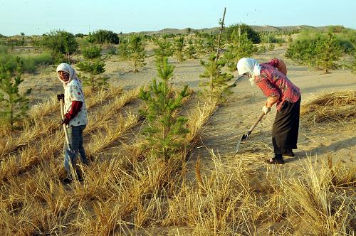 寧夏白芨灘防沙林場員工在毛烏素沙地邊緣扎草方格治沙(6月9日攝)。 “寧夏多栽一棵樹,北京少落一粒沙。寧夏要建成祖國西部生態(tài)屏障,為保護國家生態(tài)安全作貢獻。”寧夏回族自治區(qū)黨委書記陳建國日前接受記者專訪時說。 被三大沙漠圍困的寧夏從去年開始舉全區(qū)之力,計劃用5年時間建設(shè)6個百萬畝生態(tài)防護體系,構(gòu)筑起四道大型生態(tài)保護屏障,阻斷西北部風(fēng)沙通過寧夏侵害我國腹地和京津地區(qū)的通道,保護國家生態(tài)安全。 新華社記者 劉泉龍 攝