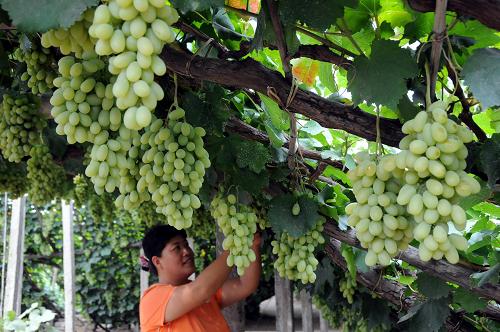 8月18日,在河北宣化觀后村,一名果農(nóng)在查看一株百歲葡萄藤的長(zhǎng)勢(shì)。已有1300多年葡萄種植歷史的河北宣化,至今仍保存著3000多畝上百年歷史的葡萄藤,在當(dāng)?shù)毓r(nóng)的精心管理下,這些老葡萄藤仍果實(shí)累累。宣化葡萄種植歷史悠久,據(jù)史料記載,當(dāng)?shù)貜奶拼易谀觊g開始引進(jìn)和栽培葡萄,并由于當(dāng)?shù)鬲?dú)特的自然氣候條件培育出特有的“白牛奶葡萄”品種,果粒呈長(zhǎng)橢圓形,如牛的奶頭,可以剝皮切片,素有“刀切牛奶不流汁”的美譽(yù)。新華社記者 鞏志宏 攝