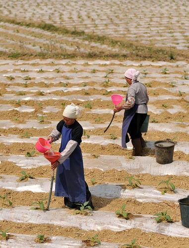 3月30日,廣西那坡縣德隆鄉(xiāng)團結(jié)村村民用自制的工具給莊稼澆水。持續(xù)的干旱少雨天氣給廣西春耕生產(chǎn)帶來嚴重困難。旱區(qū)群眾不等不靠,利用一切條件,積極抗旱保春耕,旱區(qū)處處可見人們勞碌的身影。新華社記者 周華 攝