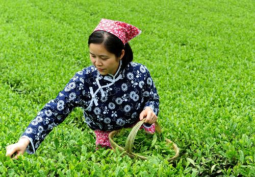 5月9日,采茶姑娘在秭歸縣九畹溪鎮(zhèn)蔡家坡茶園采茶。隨著氣溫逐漸升高,降雨量增加,三峽茶園長(zhǎng)勢(shì)喜人。位于三峽庫(kù)區(qū)的湖北省秭歸縣,通過(guò)退耕還林,大力發(fā)展茶葉種植,在給移民帶來(lái)經(jīng)濟(jì)收入的同時(shí),也有效地保護(hù)了三峽庫(kù)區(qū)的環(huán)境,減少了水土流失。新華社發(fā)(鄭家裕 攝)