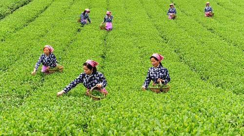 5月9日,采茶姑娘在秭歸縣九畹溪鎮(zhèn)蔡家坡茶園采茶。隨著氣溫逐漸升高,降雨量增加,三峽茶園長(zhǎng)勢(shì)喜人。位于三峽庫(kù)區(qū)的湖北省秭歸縣,通過(guò)退耕還林,大力發(fā)展茶葉種植,在給移民帶來(lái)經(jīng)濟(jì)收入的同時(shí),也有效地保護(hù)了三峽庫(kù)區(qū)的環(huán)境,減少了水土流失。新華社發(fā)(鄭家裕 攝)