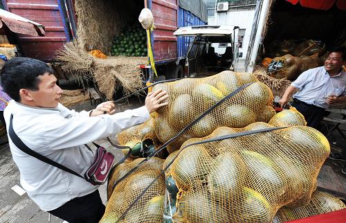5月14日,個(gè)體經(jīng)營(yíng)戶在廣西柳州市柳邕農(nóng)副產(chǎn)品批發(fā)市場(chǎng)批發(fā)西瓜。這里每天批發(fā)西瓜近400噸,銷(xiāo)往柳州市各市場(chǎng),批發(fā)價(jià)為每公斤1.2元至3元。目前,廣西春季西瓜開(kāi)始大批上市。廣西是我國(guó)西瓜上市較早的產(chǎn)區(qū)之一,從4月開(kāi)始一直到12月都有西瓜上市。2010年廣西春季西瓜種植面積達(dá)160多萬(wàn)畝,預(yù)計(jì)產(chǎn)量200萬(wàn)噸。新華社記者 李斌 攝