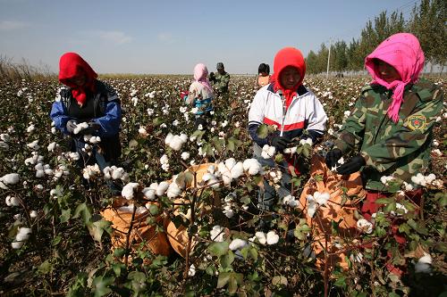 10月16日,來自天津?qū)氎鎱^(qū)的摘棉工在寧河縣棉田采摘新棉。新華社發(fā)(任麗華 攝)