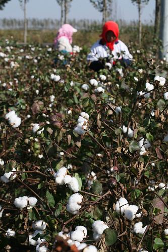 10月16日,來自天津?qū)氎鎱^(qū)的摘棉工在寧河縣棉田采摘新棉。新華社發(fā)(任麗華 攝)