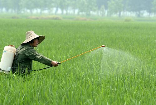 這是2007年江蘇省盱眙縣明祖陵鎮(zhèn)的農(nóng)民在稻田里噴灑農(nóng)藥。新華社發(fā)