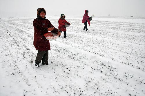 2月28日,河南省焦作市溫縣訾楊門村農(nóng)民冒雪在麥田里施肥。 當日,焦作市迎來降雪天氣,有望對緩解當?shù)睾登槠鸬揭欢ǚe極作用。新華社發(fā)(徐宏星 攝)