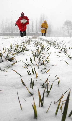 2月28日,河南省內(nèi)黃縣城關(guān)鎮(zhèn)馬井村農(nóng)民冒雪在麥田施肥。新華社發(fā)(劉肖坤 攝)