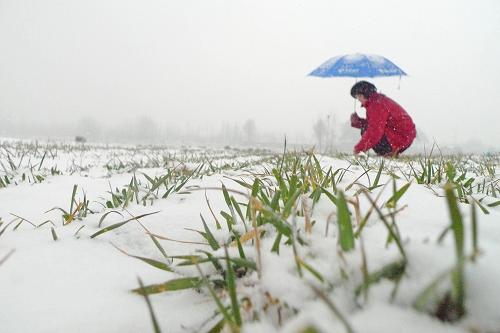 2月28日,山東省聊城市東昌府區(qū)陳莊村村民舒東蓮冒雪查看麥田。新華社發(fā)(張振祥 攝)