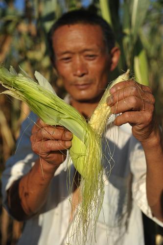 8月17日,貴州旱情重災(zāi)區(qū)晴隆縣光照鎮(zhèn),一村民手持因干旱而無法結(jié)實(shí)的玉米。據(jù)貴州省防汛抗旱指揮部統(tǒng)計(jì),進(jìn)入8月,貴州大部分地區(qū)旱情仍維持并呈發(fā)展態(tài)勢,截至8月12日,全省農(nóng)作物受災(zāi)面積1566萬畝,300多萬人、126萬頭大牲畜臨時(shí)飲水困難。截至17日,貴州省干旱監(jiān)測顯示,全省有14個(gè)縣市出現(xiàn)特旱,18個(gè)縣市區(qū)出現(xiàn)重旱,31個(gè)縣市區(qū)出現(xiàn)中旱。預(yù)計(jì)未來兩天,貴州全省大部干旱將持續(xù)發(fā)展。新華社記者 歐東衢 攝