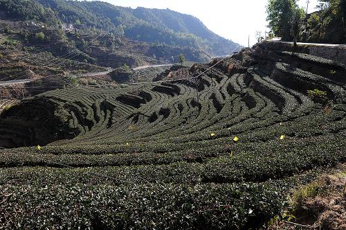 剛剪完枝的鳳慶縣茶園(12月25日攝)。近年來,云南省鳳慶縣以打造全國茶葉大縣為目標(biāo),實(shí)施茶園“三改”(改樹、改土、改園),以“優(yōu)基地、扶龍頭、創(chuàng)品牌、拓市場、強(qiáng)文化、提效益”為重點(diǎn),強(qiáng)化品牌宣傳,提升茶葉精深加工企業(yè)集群的競爭實(shí)力。截至2011年底,全縣茶葉種植面積達(dá)301182畝,可采面積達(dá)272884畝,全縣實(shí)現(xiàn)茶葉總產(chǎn)量21658噸,比上年增產(chǎn)1580噸,增幅為7.87%,產(chǎn)量占全國茶葉產(chǎn)量的1.3%,紅茶產(chǎn)量居全國首位。新華社記者 何俊昌 攝