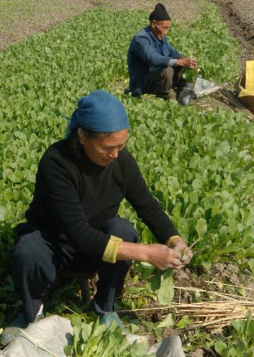 11月4日,湖南郴州市水塘村的村民在田間管理冬季蔬菜。新華社發(fā)(李細(xì)萬 攝)