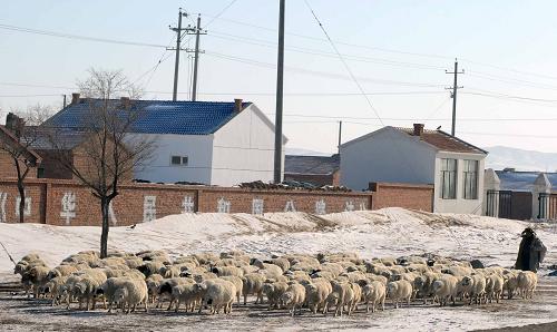 內(nèi)蒙古錫林郭勒盟正鑲白旗一名牧民趕羊群回到居民點(1月16日攝)。新華社記者張領(lǐng)攝