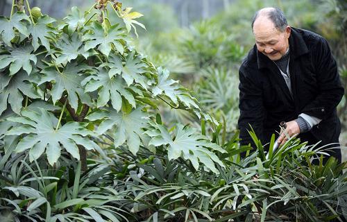 2月7日,綿竹市新市鎮(zhèn)花農(nóng)李春華在花圃里工作。李春華介紹,用沼夜種植的花草,葉大、色綠、病蟲害少。新華社記者 李曉果 攝