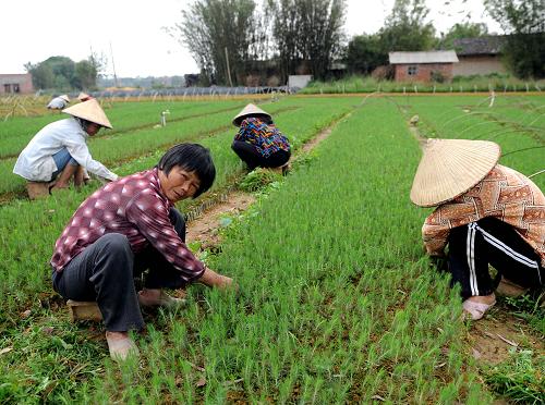 3月6日,廣西欽州市康熙嶺鎮(zhèn)長坡村農(nóng)民在育種松樹苗。新華社記者張愛林?jǐn)z