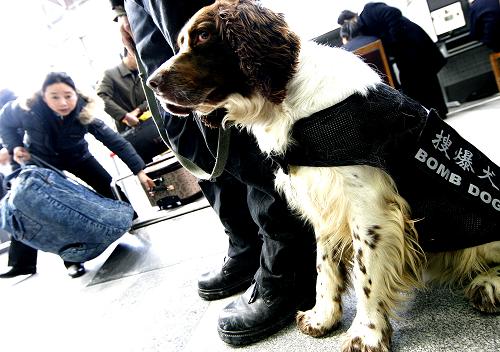 搜爆犬“金睛”正在上?;疖囌緟f(xié)助民警對可疑物品進(jìn)行甄別(3月26日攝)。新華社記者陳飛攝