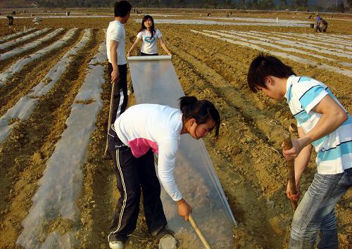 廣西東蘭縣農(nóng)民正在用覆蓋薄膜技術(shù)種植玉米(2月25日攝)。持續(xù)的旱情對(duì)廣西的春耕生產(chǎn)帶來(lái)了較大的影響。為保障春耕,廣西農(nóng)業(yè)系統(tǒng)大力推廣覆蓋薄膜、作物秸稈覆蓋、果實(shí)套袋等技術(shù)保水抗旱。經(jīng)過(guò)蓋膜種植的農(nóng)作物能有效節(jié)水50%左右。目前廣西旱區(qū)有900萬(wàn)畝農(nóng)田使用了這項(xiàng)技術(shù),作物長(zhǎng)勢(shì)良好。新華社發(fā) (張明沛 攝)