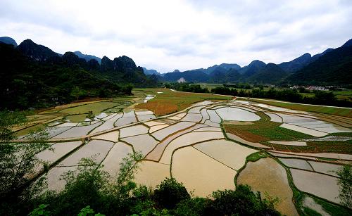在河池市大化瑤族自治縣貢川鄉(xiāng)清坡村,稻田在雨中開(kāi)始煥發(fā)生機(jī)(4月17日攝)。新華社記者 黃孝邦 攝