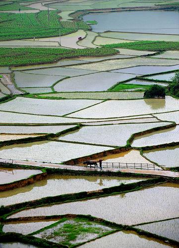 在河池市大化瑤族自治縣貢川鄉(xiāng)清坡村,稻田在雨中開(kāi)始煥發(fā)生機(jī)(4月17日攝)。新華社記者 黃孝邦 攝
