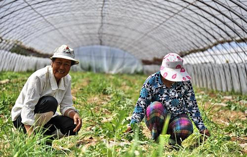 內(nèi)蒙古準格爾旗的兩位農(nóng)民在實施微灌技術(shù)的大棚內(nèi)勞動(7月27日攝)。新華社記者 李欣 攝