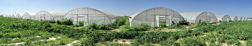 內(nèi)蒙古準格爾旗的微灌大棚蔬菜基地(7月27日攝)。新華社記者 李欣 攝
