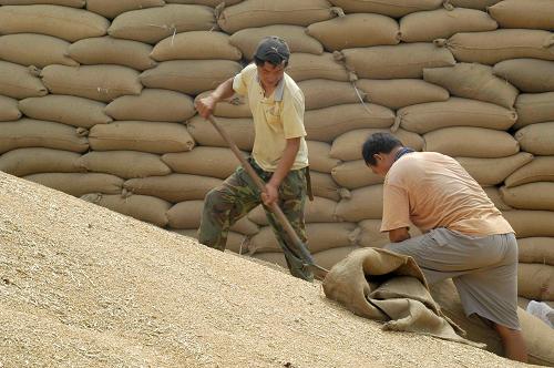 7月29日,在河南省淮陽縣一個(gè)糧食儲(chǔ)備庫,工作人員把農(nóng)民出售的糧食入庫。新華社發(fā)(楊正華 攝)