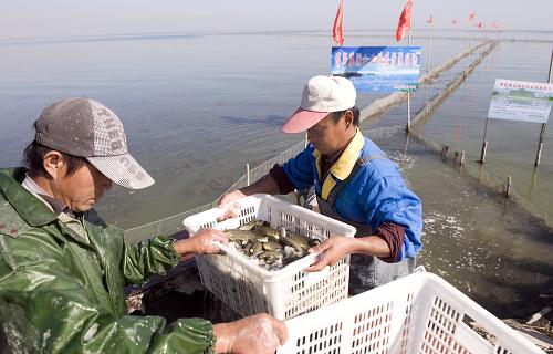 10月19日,新疆博湖縣水產(chǎn)局的工作人員正在博斯騰湖邊投放草魚魚種。我國最大的內(nèi)陸淡水湖——博斯騰湖的魚種投放順利進(jìn)行。截至目前,當(dāng)?shù)匾淹斗鹏~種100余噸。今年的魚種投放方式由以往直接投入大湖的粗放型改為設(shè)置圍網(wǎng)暫養(yǎng),并通過推后投放時間的方式來提高魚種對湖區(qū)環(huán)境的適應(yīng)能力和魚種的成活率。博斯騰湖今年計劃投放魚種300噸,其中白鰱120噸,鳙魚100噸,草魚80噸,圍網(wǎng)面積500畝,圍網(wǎng)將在冬季來臨、湖面結(jié)冰時撤銷。新華社發(fā)(江文耀 攝)