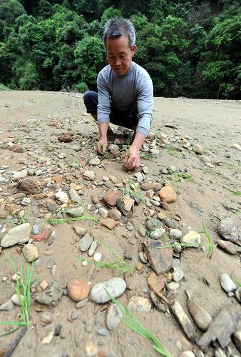 5月20日,在廣西融安縣雅瑤鄉(xiāng)大琴村鳥(niǎo)龍屯,大水沖來(lái)的石頭布滿稻田,一名農(nóng)民在田間護(hù)苗。5月19日,罕見(jiàn)特大暴雨襲擊廣西融安縣,受災(zāi)最嚴(yán)重的雅瑤鄉(xiāng)12小時(shí)內(nèi)降雨量達(dá)226.9毫米。在這場(chǎng)暴雨中,融安縣受災(zāi)人口達(dá)3.3萬(wàn)人,農(nóng)作物受災(zāi)面積3382.95畝,農(nóng)田水利設(shè)施損毀嚴(yán)重。新華社記者 李斌 攝