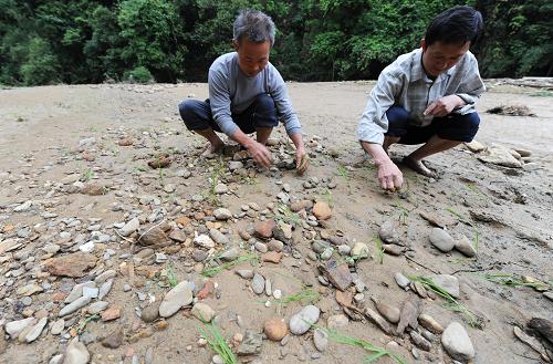 5月20日,在廣西融安縣雅瑤鄉(xiāng)大琴村鳥(niǎo)龍屯,大水沖來(lái)的石頭布滿稻田,農(nóng)民在田間護(hù)苗。新華社記者 李斌 攝