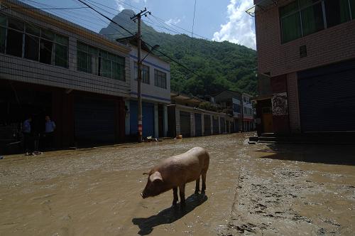 被堰塞湖水沖散的家豬在街道上亂竄(7月20日攝)。新華社記者 陳誠(chéng) 攝