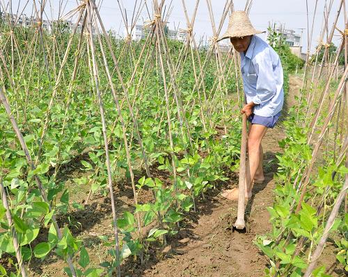 7月22日,江西德興市湯家村一位菜農(nóng)在豇豆地里除草。6月中旬以來,江西省出現(xiàn)大到暴雨,蔬菜受災(zāi)面積達(dá)216.4萬畝,占當(dāng)前全省在田蔬菜的50%以上。江西各地菜農(nóng)利用近期晴好天氣,抓緊擴(kuò)種小青菜、蘿卜、空心菜、豇豆、菠菜等速生蔬菜,以確保能夠在8、9月份上市,保障蔬菜供應(yīng)不斷檔,維持蔬菜價(jià)格基本穩(wěn)定。新華社發(fā)(胡敦煌 攝)