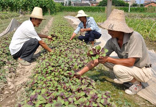7月22日,在江西德興市湯家村,菜農(nóng)在剔選莧菜苗。新華社發(fā)(胡敦煌 攝)