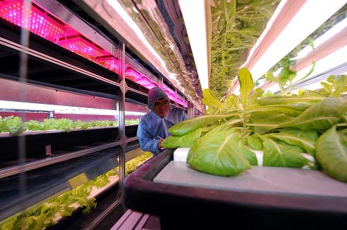 京鵬植物工廠工作人員在人工光植物生產(chǎn)車間巡視(8月19日攝)。近日,北京市設(shè)施農(nóng)業(yè)領(lǐng)域首個具有自主知識產(chǎn)權(quán)的大型植物工廠——京鵬植物工廠正式投入運營。該植物工廠占地1289平方米,利用精確環(huán)境控制技術(shù)和自動化高新技術(shù)進行植物周年工廠化生產(chǎn),集成現(xiàn)代生物技術(shù)、現(xiàn)代種植技術(shù)、計算機信息技術(shù)、機械自動化技術(shù)于一體,可以使蔬菜、花卉等種苗培育實現(xiàn)全過程工廠化生產(chǎn),同時可以提高農(nóng)業(yè)現(xiàn)代化育苗水平以及農(nóng)作物品質(zhì)與產(chǎn)量。新華社記者 張旭 攝