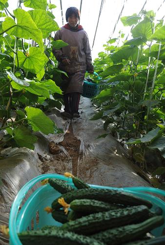 12月17日,在“好菜籃”綠色果蔬園宜陽縣的一個蔬菜基地,一名農(nóng)民工在大棚里采摘黃瓜。新華社記者 趙鵬 攝