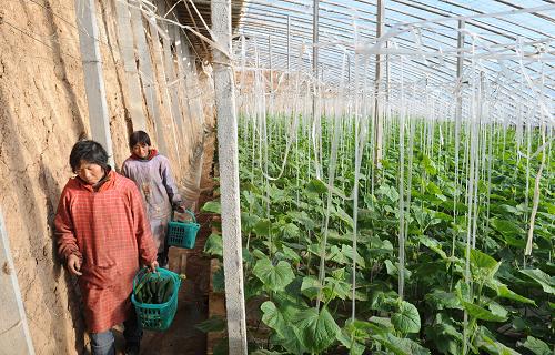 12月17日,在“好菜籃”綠色果蔬園宜陽縣的一個蔬菜基地,兩名農(nóng)民工在大棚里采摘黃瓜。新華社記者 趙鵬 攝