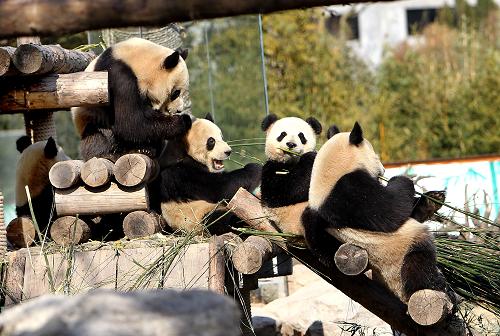 12月31日,世博大熊貓在上海野生動物園熊貓館內(nèi)吃竹子。當(dāng)日,歷時一年的“2010大熊貓上海世博行”活動正式結(jié)束。從四川臥龍中國保護大熊貓研究中心來到上海的10只可愛的世博大熊貓有8只定居上海,延續(xù)國寶“世博情”。據(jù)了解,8只定居上海的大熊貓中,5只仍留在上海野生動物園,3只于當(dāng)日啟程遷往上海動物園,而另外兩只將于春節(jié)后前往浙江寧波動物園的新家。10只大熊貓來滬后生長發(fā)育良好,體重平均增加超過30公斤。新華社記者 凡軍 攝