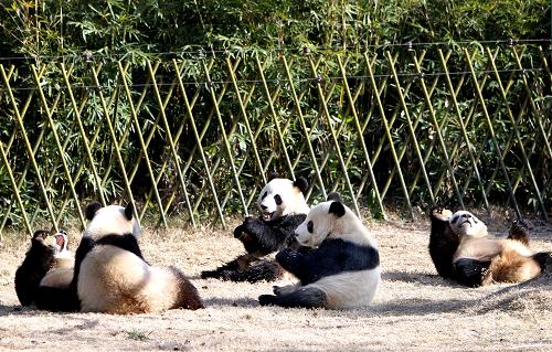 12月31日,世博大熊貓在上海野生動物園熊貓館內(nèi)享受美味。新華社記者 凡軍 攝