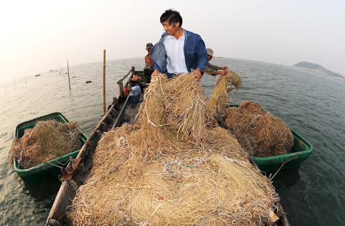 10月2日,江蘇連云港市高公島鄉(xiāng)漁民將附著紫菜苗的網(wǎng)繩放置到海水養(yǎng)殖區(qū)域。近日,連云港沿海的10萬多畝條斑紫菜陸續(xù)開始放苗,12月份即可收割。連云港市大力發(fā)展沿海地區(qū)紫菜養(yǎng)殖,形成了育苗、栽培、加工、銷售、出口的產(chǎn)業(yè)鏈。新華社發(fā) (耿玉和 攝)