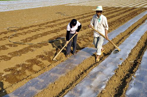 3月5日,廣西百色市靖西縣新靖鎮(zhèn)環(huán)河村村民在覆蓋地膜。新華社發(fā)(趙京武 攝)