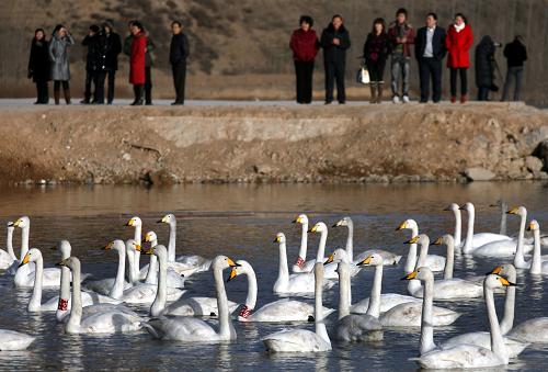 1月4日,游人在平陸黃河濕地觀賞白天鵝。陜西省渭南境內(nèi)中石油輸油管道日前發(fā)生破裂導致柴油泄漏,污染水體進入黃河。位于晉、陜、豫黃河金三角地帶的山西省平陸縣迅速采取了切斷黃河水進入濕地的渠道、加強濕地巡護、定期檢測濕地水質(zhì)等措施。目前,平陸黃河濕地未發(fā)現(xiàn)水質(zhì)污染,在這里越冬的白天鵝安然無恙。新華社發(fā)(薛俊 攝)