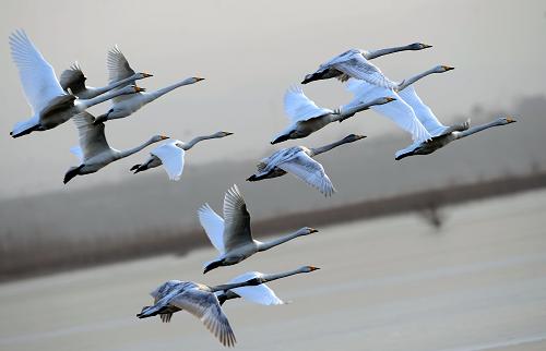 1月12日,白天鵝在黃河濕地上空飛翔。寒冬時(shí)節(jié),數(shù)千只大天鵝從西伯利亞飛臨山西平陸黃河濕地越冬,將這里變成一片美麗的“天鵝湖”。在廣袤的濕地沼澤間,白天鵝或翩翩起舞,或引吭高歌,或展翅飛翔,勾勒出冬季黃河濕地上一幅美麗的畫卷。平陸黃河濕地位于山西、河南兩省交界處,植被豐富、氣候溫和,成為天鵝等各種鳥類的棲息樂園。近年來(lái),隨著生態(tài)環(huán)境的不斷改善,人們保護(hù)天鵝的力度也逐漸增強(qiáng),來(lái)此越冬的白天鵝數(shù)量正逐年增加。新華社記者 燕雁 攝
