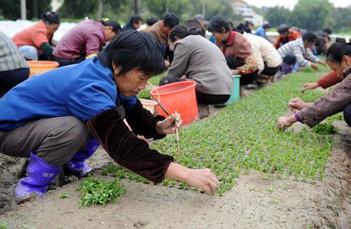 3月3日,贛縣茅店鎮(zhèn)壩高村村民在給甜葉菊育苗。新華社記者 周科 攝