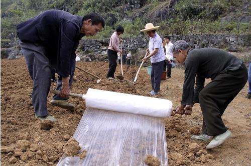 3月2日,廣西羅城仫佬族自治縣天河鎮(zhèn)進(jìn)新村村民采用地膜覆蓋節(jié)水技術(shù)種植春玉米。新華社發(fā)(韋如代 攝)