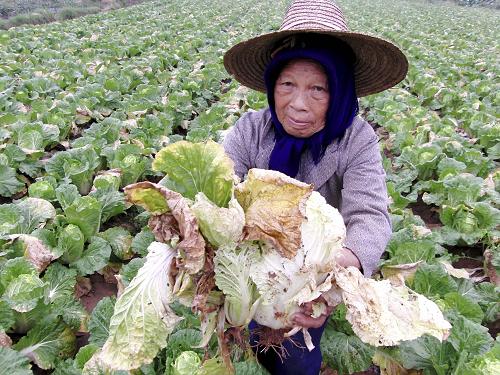 4月9日,在廣西南寧市邕寧縣蒲廟鎮(zhèn)良信村那粒坡屯,一位菜農(nóng)手捧爛在地里的大白菜。廣西南寧市農(nóng)業(yè)局派駐當(dāng)?shù)匚謇锿な卟伺l(fā)市場的蔬菜質(zhì)量安全監(jiān)督員在3月28日的例行監(jiān)測中,檢測出兩批農(nóng)藥殘留超標(biāo)的外地蔬菜,其中大白菜8500公斤,上海青1110公斤。南寧本地產(chǎn)大白菜受“問題蔬菜”事件的影響,售價低至每斤一毛錢仍少人問津。新華社發(fā)(駱文剛 攝)