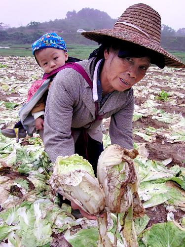 4月9日,在廣西南寧市邕寧縣蒲廟鎮(zhèn)良信村那粒坡屯,一位菜農(nóng)收拾爛在地里的大白菜。 新華社發(fā)(駱文剛 攝)